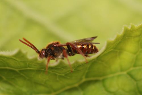 Nomada sp.